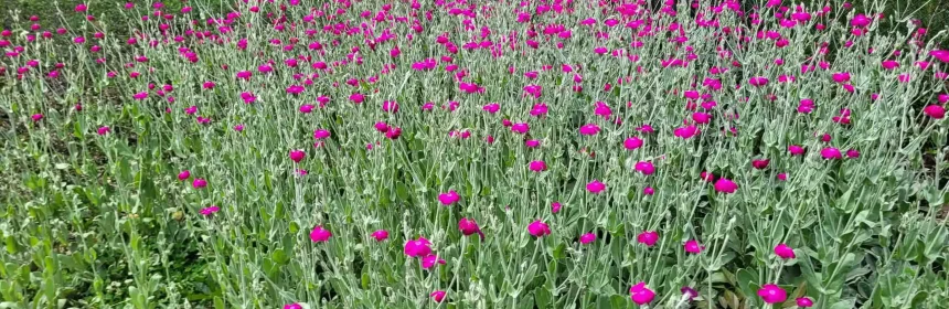 Landscape Maintenance Services South Orange, NJ