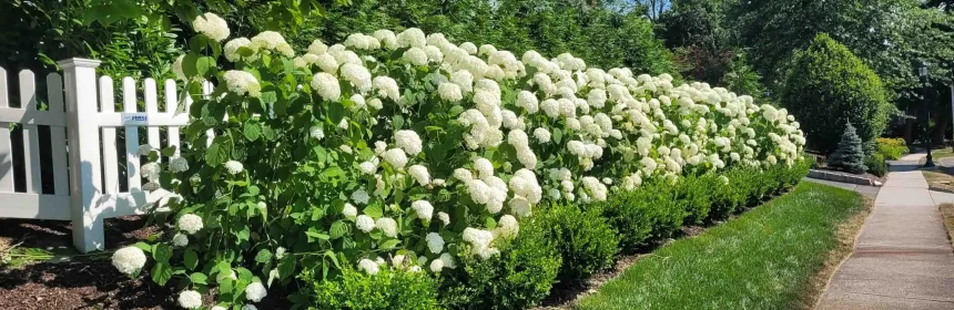South Orange, NJ Landscaping Services Company