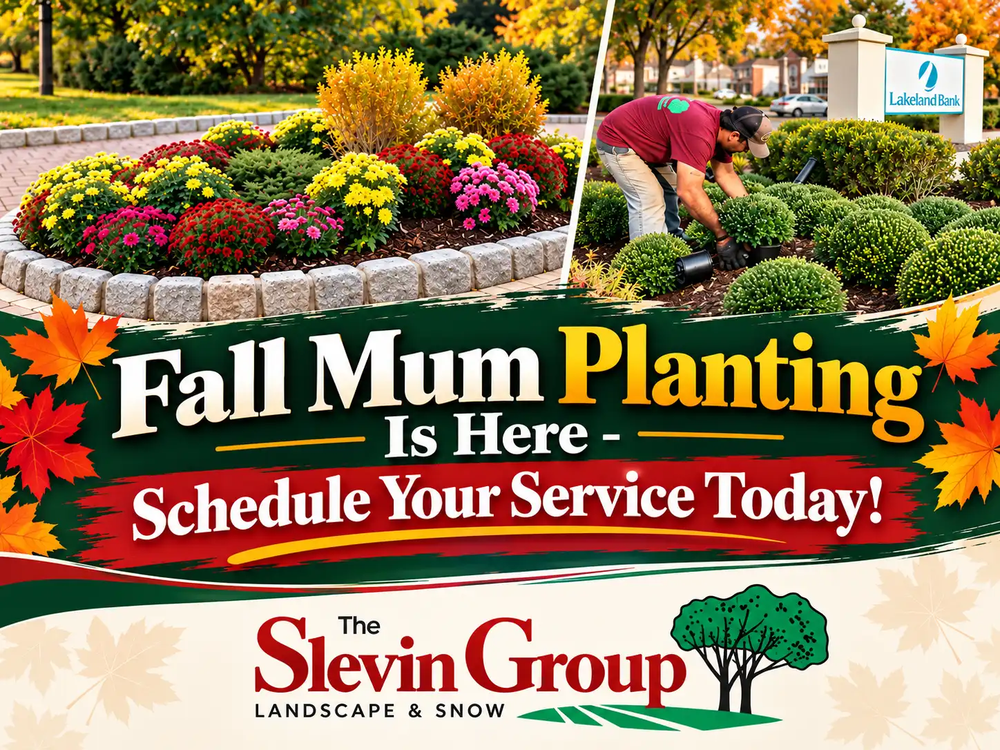 Colorful fall mums planted in a front garden bed in South Orange, NJ