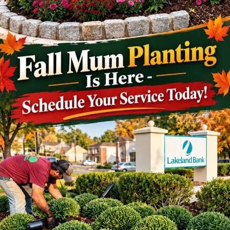 fall-mum-image (1)